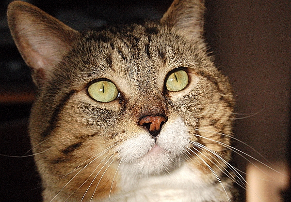 Sims the most loveable cat ever.